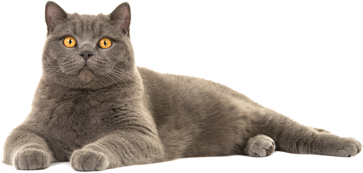 Pretty British Shorthair Cat 